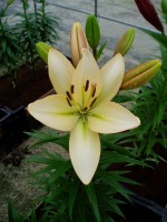 [1688 ChampagneDiamond DJ No01.JPG]